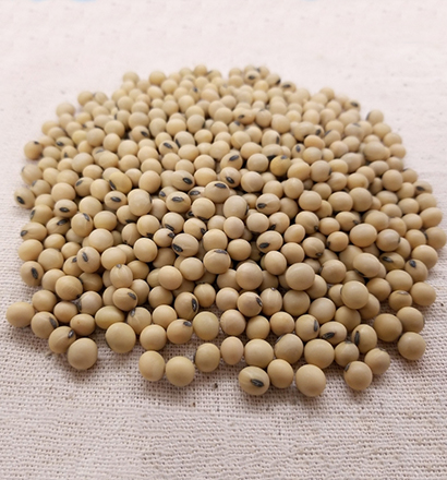 Soya Beans